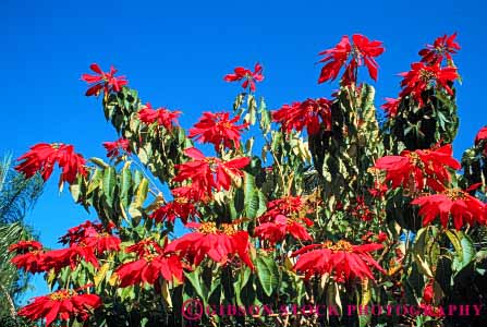 Stock Photo #6583: keywords -  celebrate celebrated celebrating celebration christmas color colorful holiday horz leaf leaves plant plants poinsettia red sky