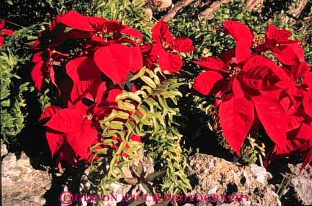 Stock Photo #6584: keywords - celebrate celebrated celebrating celebration christmas color colorful garden holiday horz in leaf leaves plant plants poinsettia red