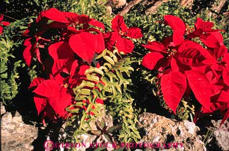 Stock Photo #6584: keywords -  celebrate celebrated celebrating celebration christmas color colorful garden holiday horz in leaf leaves plant plants poinsettia red