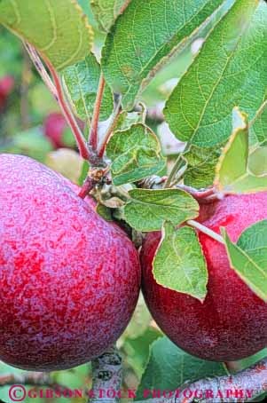 Stock Photo #10922: keywords -  agriculture apple apples autumn bunch bunches cluster clusters crop crops fall food fresh freshness fruit fruiting fruits group groups grow growing grown growth healthy nutrition produce red tree vert