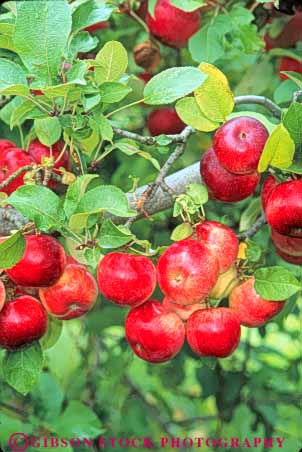 Stock Photo #10923: keywords - agriculture apple apples autumn branch branches bunch bunches cluster clusters crop crops fall food fresh freshness fruit fruiting fruits group groups grow growing grown growth healthy leaf leaves nutrition produce red tree vert