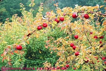 Stock Photo #10924: keywords -  agriculture apple apples autumn branch branches bunch bunches cluster clusters crop crops fall food fresh freshness fruit fruiting fruits group groups grow growing grown growth healthy horz leaf leaves nutrition produce red tree
