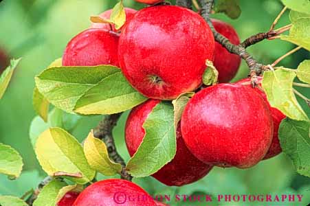 Stock Photo #10925: keywords -  agriculture apple apples autumn branch branches bunch bunches cluster clusters crop crops fall food fresh freshness fruit fruiting fruits group groups grow growing grown growth healthy horz leaf leaves nutrition produce red tree