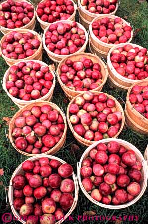 Stock Photo #6585: keywords -  agriculture apple apples autumn basket baskets circle circular countless crop crops cultivate cultivated cultivation fall farm farming farms food frow fruit growing grown growth in lots many pattern pile produce red repeat repeats repetition round sphere spheres spherical vert