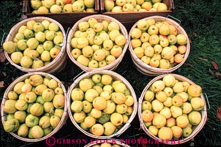 Stock Photo #6587: keywords -  agriculture apple apples autumn basket baskets circle circular countless crop crops cultivate cultivated cultivation fall farm farming farms food frow fruit green growing grown growth horz in lots many pattern pile produce repeat repeats repetition round sphere spheres spherical