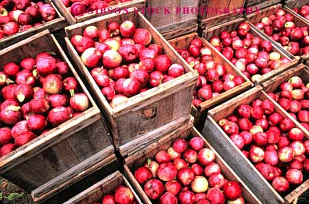 Stock Photo #6588: keywords -  agriculture apple apples autumn basket box boxes countless crate crates crop crops cultivate cultivated cultivation fall farm farming farms food frow fruit grid growing grown growth horz in lots many pattern pile produce red repeat repeats repetition square