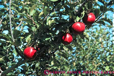 Stock Photo #6591: keywords -  agriculture apple apples autumn crop crops cultivate cultivated cultivation fall farm farming farms food four frow fruit growing grown growth horz orchard orchards produce red tree trees