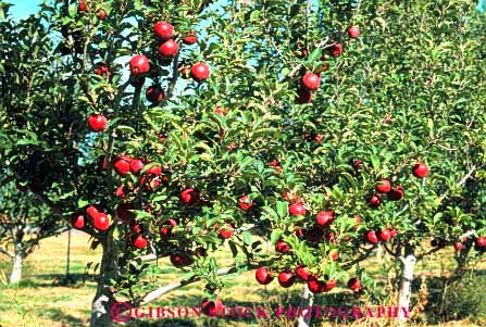 Stock Photo #6592: keywords -  agriculture apple apples autumn crop crops cultivate cultivated cultivation fall farm farming farms food frow fruit growing grown growth horz orchard orchards produce red tree trees