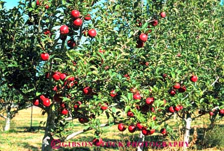 Stock Photo #6592: keywords - agriculture apple apples autumn crop crops cultivate cultivated cultivation fall farm farming farms food frow fruit growing grown growth horz orchard orchards produce red tree trees