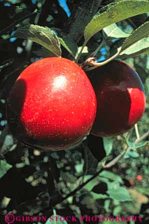 Stock Photo #6596: keywords - agriculture apple apples autumn branch circle circular crop crops cultivate cultivated cultivation fall farm farming farms food frow fruit growing grown growth limb orchard orchards produce red round sphere spheres spherical tree trees vert