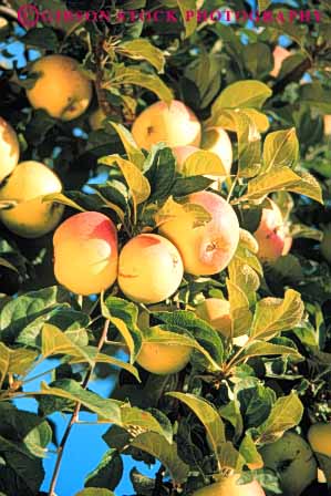 Stock Photo #6597: keywords -  agriculture apple apples autumn branch circle circular crop crops cultivate cultivated cultivation fall farm farming farms food frow fruit growing grown growth limb orchard orchards produce round sphere spheres spherical tree trees vert