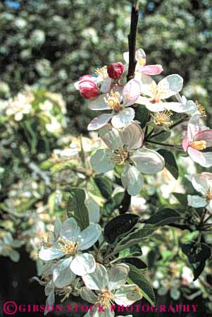Stock Photo #6599: keywords - agriculture apple beautiful beauty blossom blossoming blossoms cultivate cultivated cultivating cultivation delicate farm farming farms fertilization fertilize fertilizing flower flowering fragrant grow growing grown growth orchard orchards pollinate pollinating pollination pretty reproduce reproduction tree trees vert