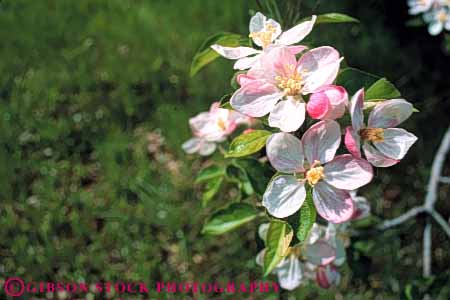 Stock Photo #6600: keywords -  agriculture apple beautiful beauty blossom blossoming blossoms cultivate cultivated cultivating cultivation delicate farm farming farms fertilization fertilize fertilizing flower flowering fragrant grow growing grown growth horz orchard orchards pink pollinate pollinating pollination pretty reproduce reproduction tree trees