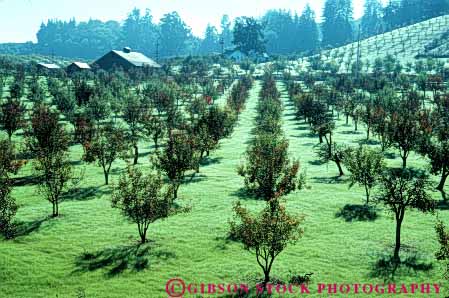 Stock Photo #6602: keywords - agriculture apple california cultivate cultivated cultivating cultivation farm farming farms fertilization fertilize fertilizing green grow growing grown growth hill hills horz landscape orchard orchards pattern pollinate pollinating pollination reproduce reproduction row rows scenic tree trees