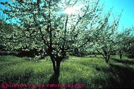 Stock Photo #6603: keywords - agriculture apple beautiful beauty blossom blossoming burst cultivate cultivated cultivating cultivation delicate farm farming farms fertilization fertilize fertilizing flower flowering fragrant grow growing grown growth horz orchard orchards pollinate pollinating pollination pretty reproduce reproduction sun tree trees