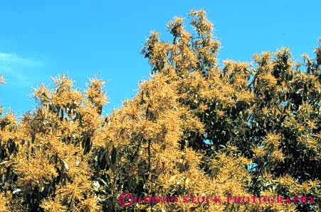 Stock Photo #6608: keywords -  agriculture avocado blossom blossoming blossoms california flower flowering horz orchard plant plants pollinate pollinating pollination reproduction seed seeds tree trees