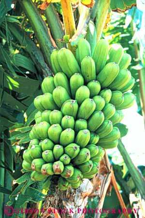 Stock Photo #6611: keywords -  agriculture banana bananas bunch cluster crop crops food fruit green immature lots many produce seed seeds tree tropical unripe vert young