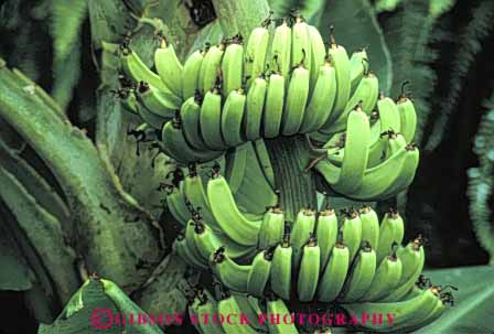 Stock Photo #6612: keywords -  agriculture banana bananas bunch cluster crop crops food fruit green horz immature lots many produce seed seeds tree tropical unripe young