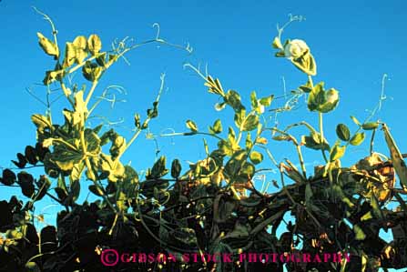 Stock Photo #6613: keywords -  agriculture bean beans crop crops cultivate cultivated cultivating cultivation farm farming farms grow growing growth horz legume legumes phototropic phototropism plant plants reach shoots tendril tendrils upward vine vines