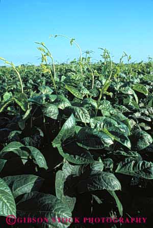 Stock Photo #6614: keywords -  agriculture bean beans california crop crops cultivate cultivated cultivating cultivation farm farming farms grow growing growth legume legumes phototropic phototropism plant plants reach tendril tendrils upward vert vine vines