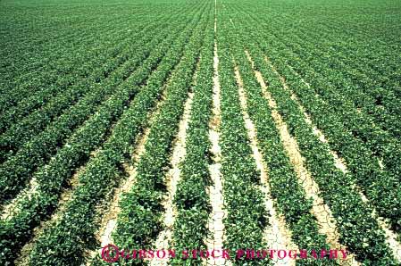 Stock Photo #6615: keywords - agriculture bean beans california crop crops cultivate cultivated cultivating cultivation farm farming farms field grow growing growth horz legume legumes plant plants row rows vine vines