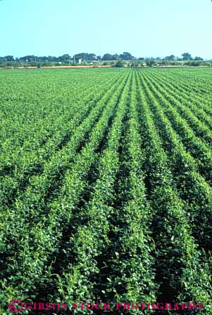 Stock Photo #6616: keywords -  agriculture bean beans california crop crops cultivate cultivated cultivating cultivation farm farming farms field grow growing growth legume legumes plant plants row rows vert vine vines