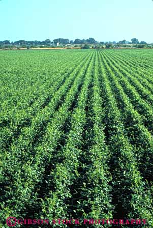 Stock Photo #6616: keywords - agriculture bean beans california crop crops cultivate cultivated cultivating cultivation farm farming farms field grow growing growth legume legumes plant plants row rows vert vine vines