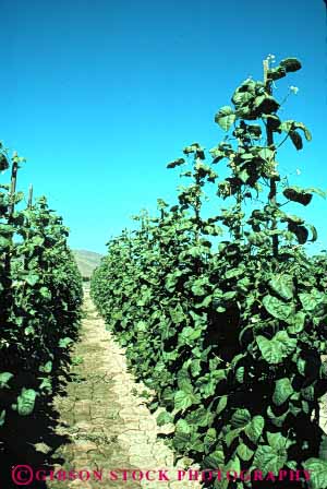Stock Photo #6617: keywords - agriculture bean beans california crop crops cultivate cultivated cultivating cultivation farm farming farms grow growing growth legume legumes plant plants row rows trellis up upward vert vine vines