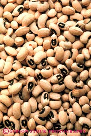 Stock Photo #6618: keywords - agriculture bean beans black crop crops cultivate cultivated cultivating cultivation eyed farm farming farms food grow growing growth legume legumes lots many multitude peas pile plant plants red seed seeds vegetable vegetables vert vine vines