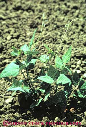 Stock Photo #6619: keywords - agriculture bean beans california crop crops cultivate cultivated cultivating cultivation develop developing development dirt earth farm farming farms field grow growing growth immature legume legumes plant plants soil vegetable vegetables vert vine vines young