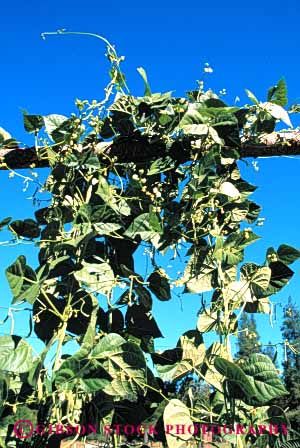 Stock Photo #6620: keywords - agriculture bean beans climb climbing climbs crop crops cultivate cultivated cultivating cultivation farm farming farms grow growing growth legume legumes plant plants trellis vegetable vegetables vert vine vines