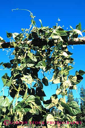 Stock Photo #6620: keywords -  agriculture bean beans climb climbing climbs crop crops cultivate cultivated cultivating cultivation farm farming farms grow growing growth legume legumes plant plants trellis vegetable vegetables vert vine vines