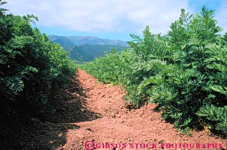 Stock Photo #6625: keywords -  agriculture california carrot carrots crop crops cultivate cultivated cultivating cultivation food green grow growing growth horz plant produce row rows vegetable vegetables