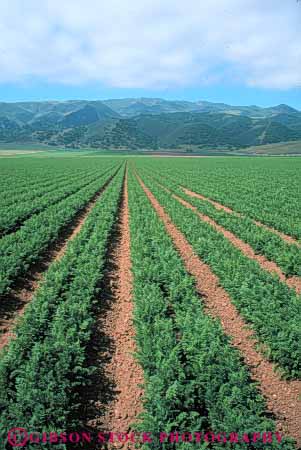 Stock Photo #6626: keywords -  agriculture california carrot carrots crop crops cultivate cultivated cultivating cultivation food green grow growing growth plant produce row rows vegetable vegetables vert