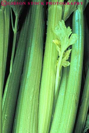 Stock Photo #6627: keywords -  agriculture celery crop crops food green produce vegetable vegetables vert