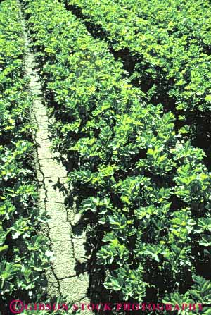 Stock Photo #6628: keywords -  agriculture california celery crop crops cultivate cultivated cultivating cultivation food green grow growing growth plants produce row rows vegetable vegetables vert