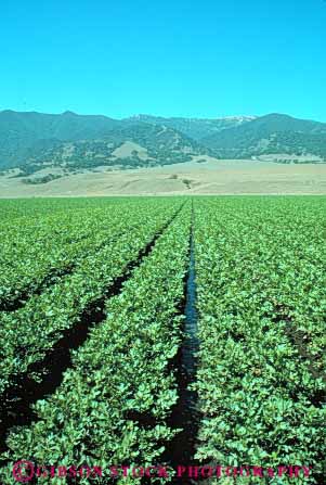 Stock Photo #6629: keywords -  agriculture california celery crop crops cultivate cultivated cultivating cultivation food green grow growing growth plants produce row rows vegetable vegetables vert