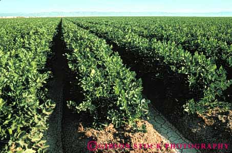 Stock Photo #6630: keywords -  agriculture california celery crop crops cultivate cultivated cultivating cultivation food green grow growing growth horz plants produce row rows vegetable vegetables