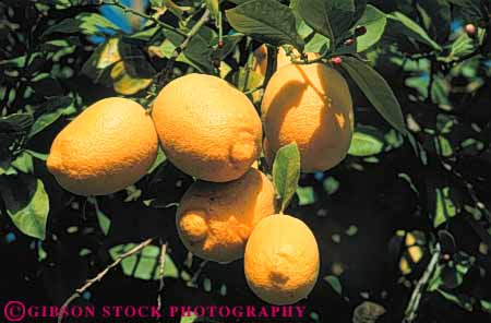 Stock Photo #6633: keywords -  agriculture citrus crop crops farm farming farms food fruit fruits grow growing grown growth horz lemon lemons orchard orchards produce ripe tree trees yellow