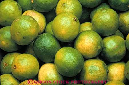 Stock Photo #6635: keywords -  agriculture citrus crop crops farm farming farms food fruit fruits green grow growing grown growth horz lime limes orchard orchards produce ripe tree trees