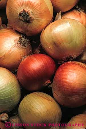 Stock Photo #6642: keywords -  agriculture circle circular crop crops food onion onions produce round sphere spheres spherical vert
