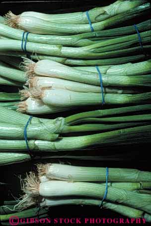 Stock Photo #6643: keywords -  agriculture crop crops food green onion onions produce scallion scallions vert