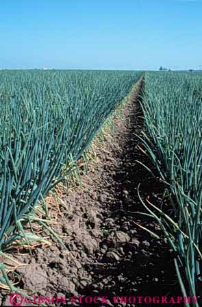 Stock Photo #6644: keywords -  agriculture california crop crops cultivate cultivated cultivating field food green grow growing growth onion plant plants produce row rows salinas vert