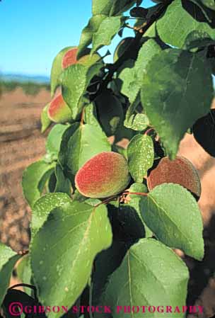 Stock Photo #6646: keywords -  agriculture california crop crops cultivate cultivating cultivation develop developing development farm farming farms food fruit green grow growing growth hard immature nut orchard orchards peach peaches plant plants tree vert