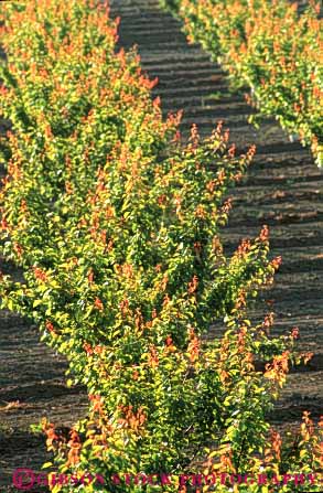 Stock Photo #6649: keywords -  agriculture california crop crops cultivate cultivating cultivation farm farming farms food fruit grow growing growth hard leaves nut orchard orchards peach plant plants row rows tree trees vert