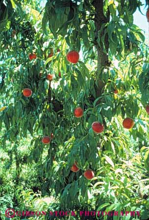 Stock Photo #6650: keywords - agriculture bunch crop crops cultivate cultivating cultivation farm farming farms food fruit grow growing growth hard nut peach peaches plant plants ripe tree vert