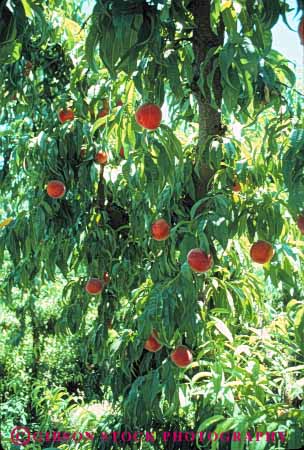 Stock Photo #6650: keywords -  agriculture bunch crop crops cultivate cultivating cultivation farm farming farms food fruit grow growing growth hard nut peach peaches plant plants ripe tree vert