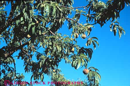 Stock Photo #6651: keywords -  agriculture crop crops cultivate cultivating cultivation develop developing development food fruit grow growing growth hard horz immature nut peach peaches plant plants tree