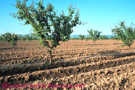 Stock Photo #6652: keywords -  agriculture california crop crops cultivate cultivating cultivation develop developing development dirt earth field food fruit ground grow growing growth hard horz immature nut orchard orchards peach plant plants row rows soil trees