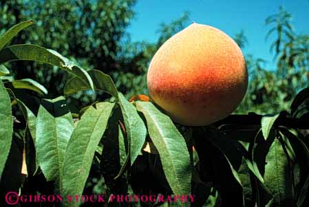 Stock Photo #6653: keywords -  agriculture bunch crop crops cultivate cultivating cultivation farm farming farms food fruit grow growing growth hard horz nut one peach plant plants ripe tree